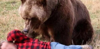 Barbat atacat de urs si la Breaza, dupa un incident similar la Comarnic