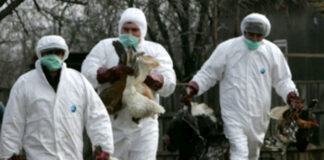 DSVSA Prahova impune masuri dupa descoperirea unui focar de gripa aviara in Giurgiu