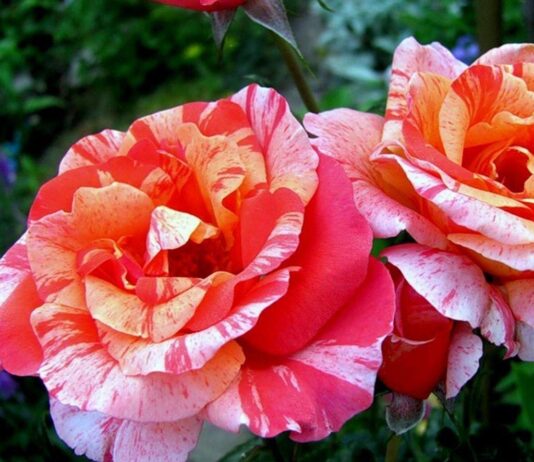 Famous Roses
