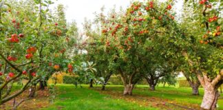 Ghid de cumparare a pomilor fructiferi