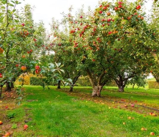 Ghid de cumparare a pomilor fructiferi
