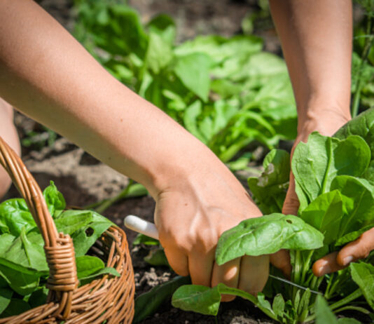 Vrei să te apuci de agricultură, dar nu știi de unde să începi ? Iată 3 idei ce-ți vor veni în ajutor pentru a consolida, și a păstra, o grădină de vis