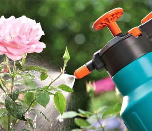 Principalele boli și dăunători care afectează trandafirii Famous Roses