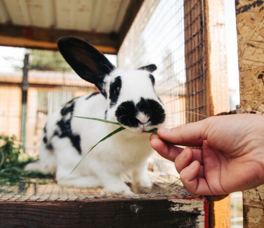 Studiul Samsung Pet Living 2022: Cererea de tehnologie „prietenoasă cu animalele de companie” este în continuă creștere