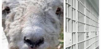 Nea’ Oaie de la MOVILA VULPII s-a suparat ca magarul pe sat si a trecut la amenintari/Tupeul Magarului (II)