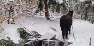 După ce contrabandiștii cu țigări au constatat că folosirea dronelor sau a elicopterelor nu este una eficienta pe timp de iarnă, au trecut la un nivel rudimentar – low level