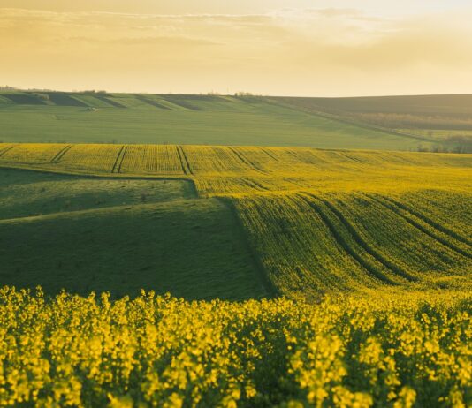 Agricultura este coloana vertebrală a societății noastre, oferind lumii hrană, fibre și alte resurse esențiale.