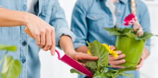 Plante de interior pentru începători: top 5 recomandări