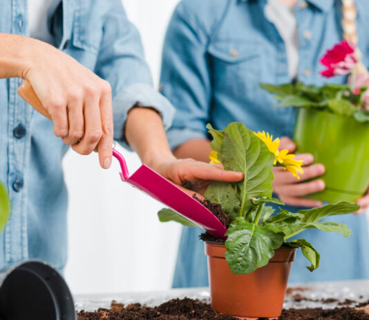 Plante de interior pentru începători: top 5 recomandări