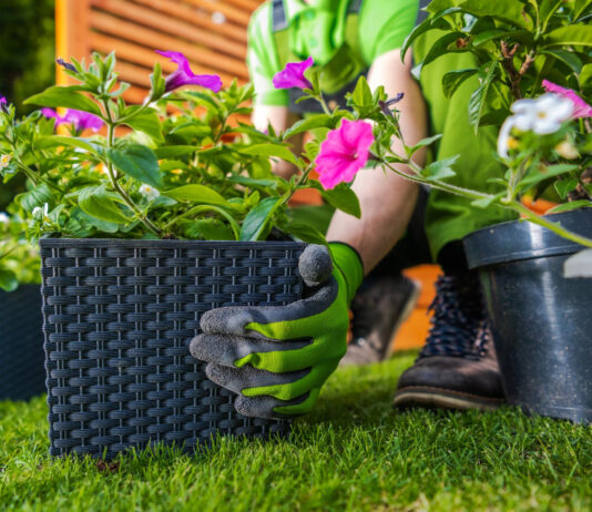 Plantele de interior care îți purifică aerul și îți îmbunătățesc starea de bine