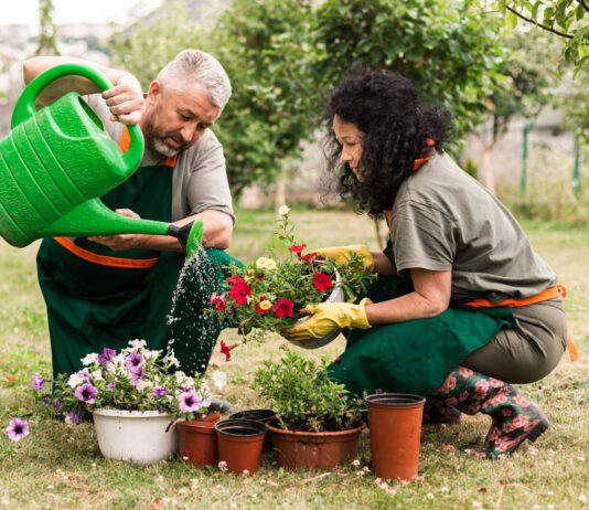 Îmbogățește-ți grădina cu plante aromatice: ghid complet