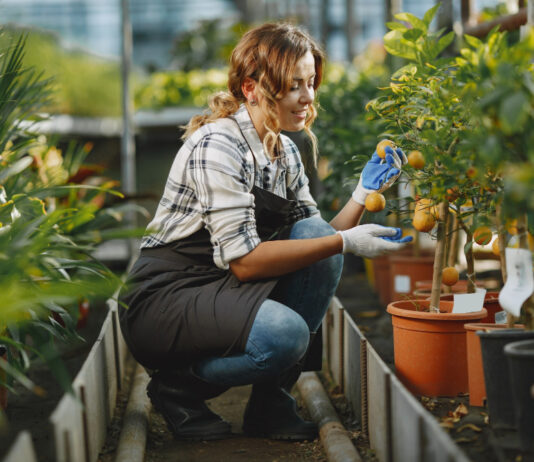 Cum să îți păstrezi plantele de interior sănătoase în timpul iernii