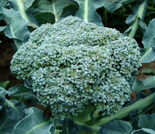 Secretul Cultivarii Broccoli: Ghid Detaliat pentru Agricultori si Gradinari