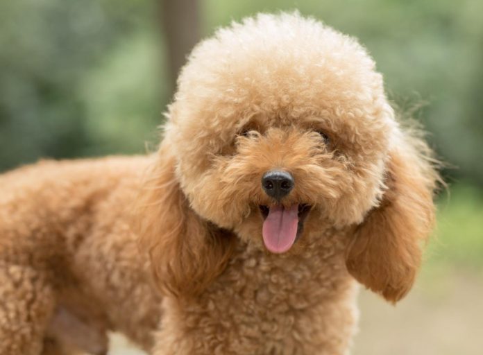 poodle toy