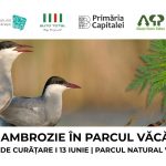 Ambrozia trebuie smulsă acum: apel la voluntari pentru acțiune de curățare în Parcul Natural Văcărești