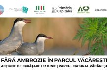 Ambrozia trebuie smulsă acum: apel la voluntari pentru acțiune de curățare în Parcul Natural Văcărești