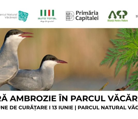 Ambrozia trebuie smulsă acum: apel la voluntari pentru acțiune de curățare în Parcul Natural Văcărești