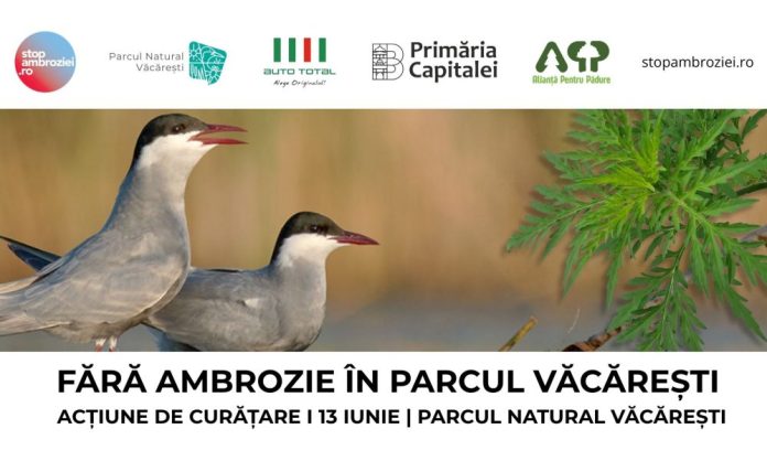 ambrozia_trebuie_smuls_acum_apel_la_voluntari_pentru_aciune_de_curare_n_parcul_natural_vcreti-1000x600.jpg