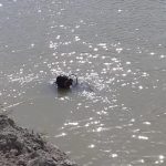Persoană dispărută, căutată într-un lac din comuna Izvoarele