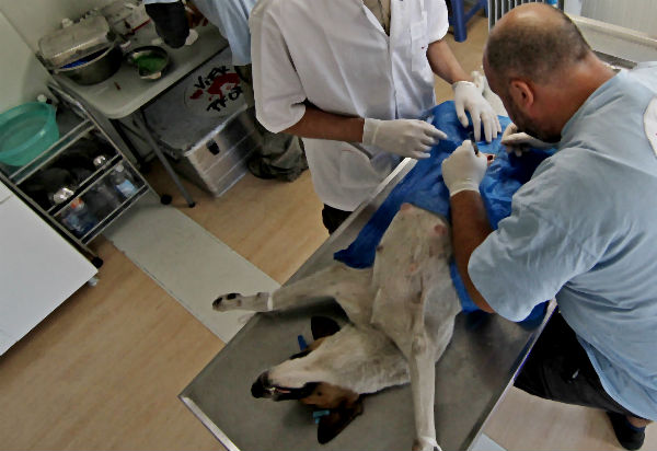 sterilizare-caini.jpg